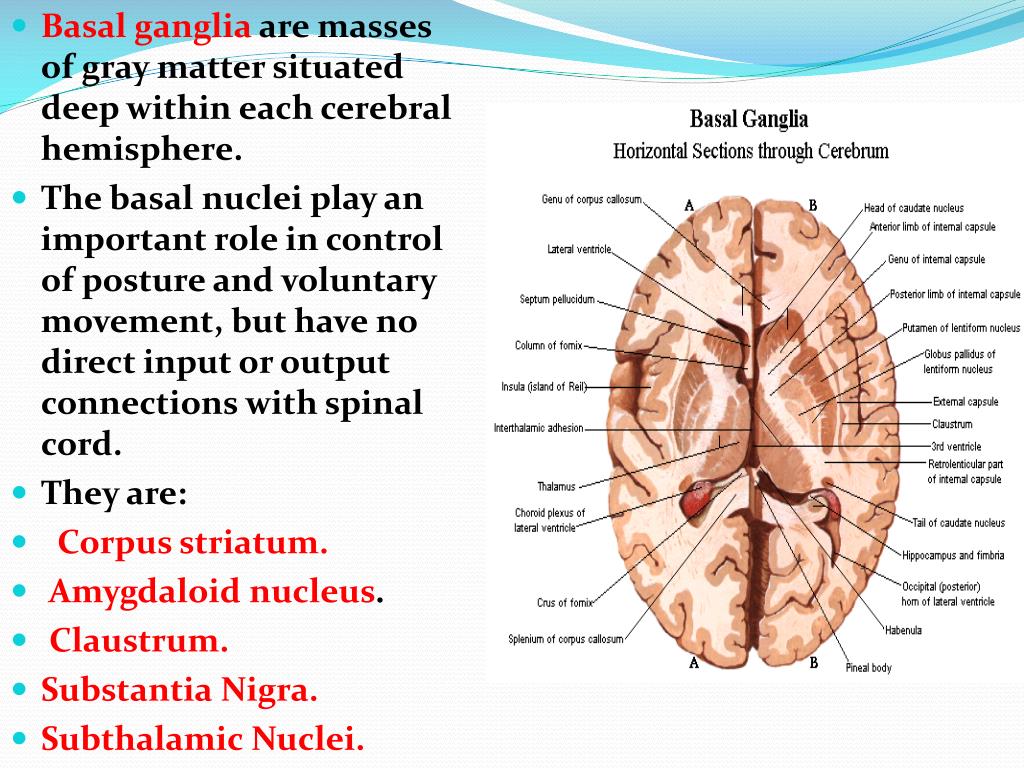 PPT The Basal Ganglia PowerPoint Presentation, free download ID5351341