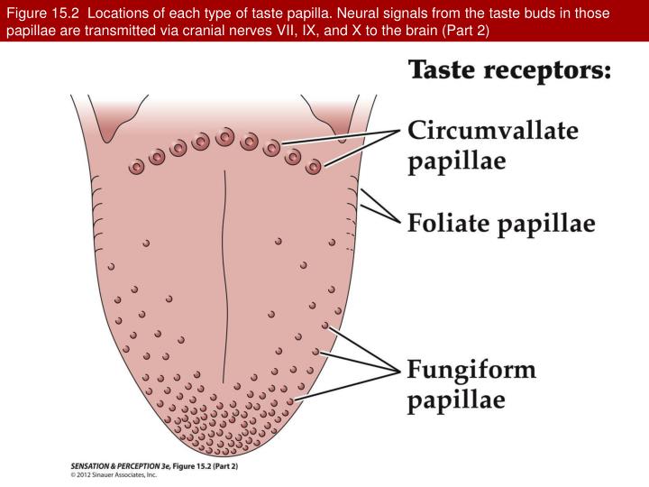 PPT Taste PowerPoint Presentation ID5353659