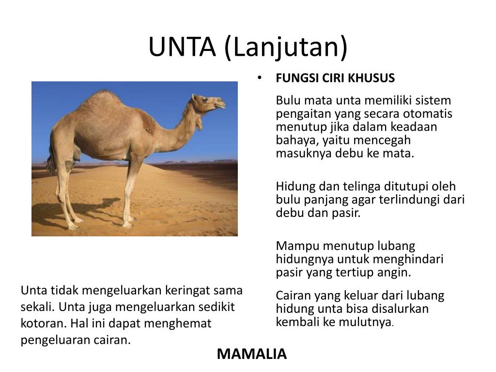 PPT CIRI KHUSUS HEWAN PowerPoint Presentation, free download ID5357661