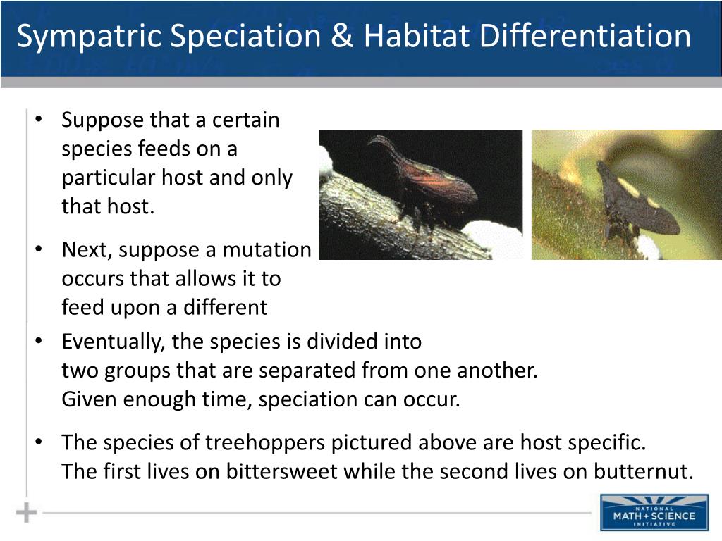 PPT Macroevolution Part III Sympatric Speciation PowerPoint