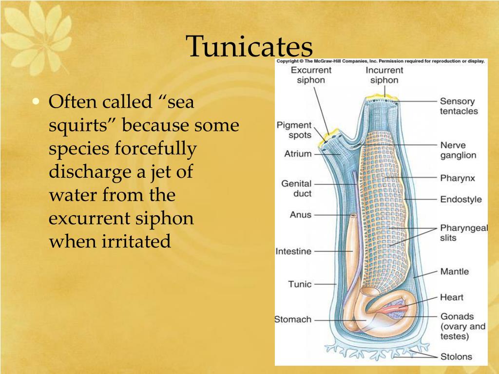 PPT Phylum Chordata PowerPoint Presentation, free download ID5361517