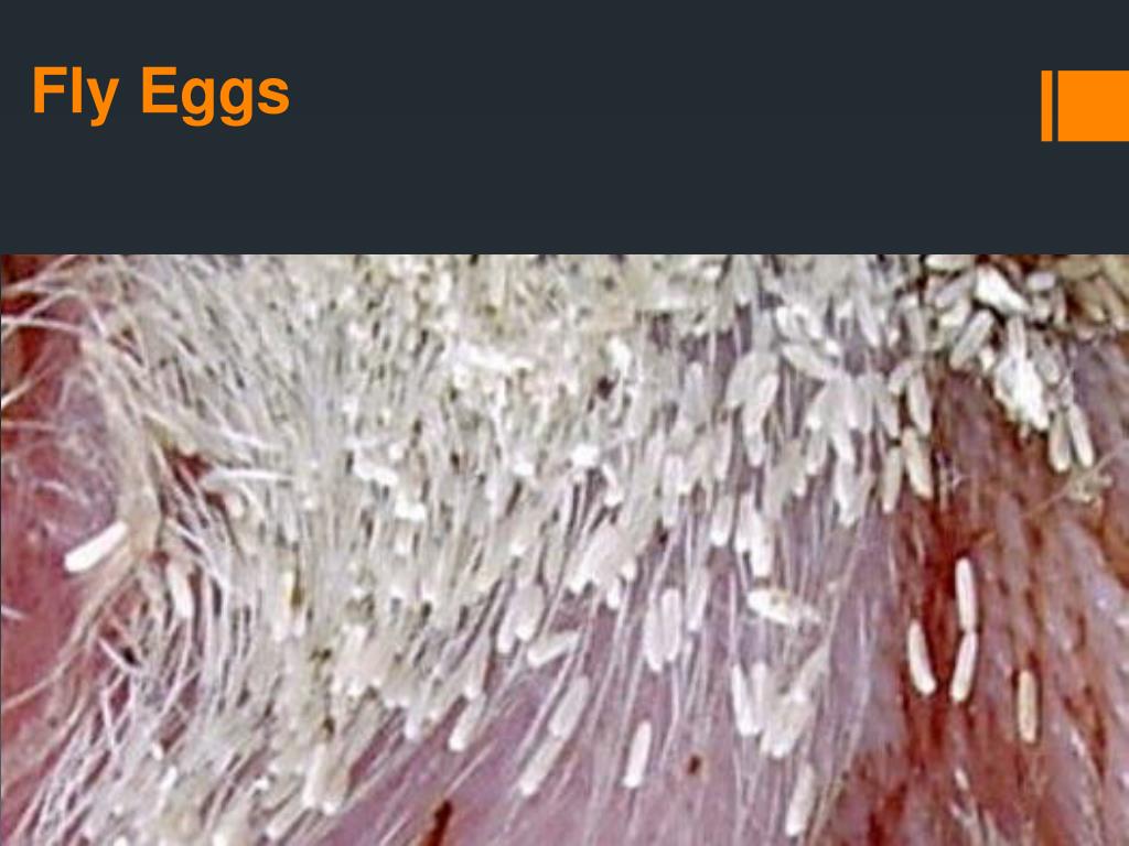 PPT Forensic Entomology PowerPoint Presentation, free download ID5362426