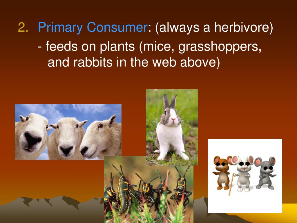 PPT ECOLOGY PowerPoint Presentation, free download ID5363524