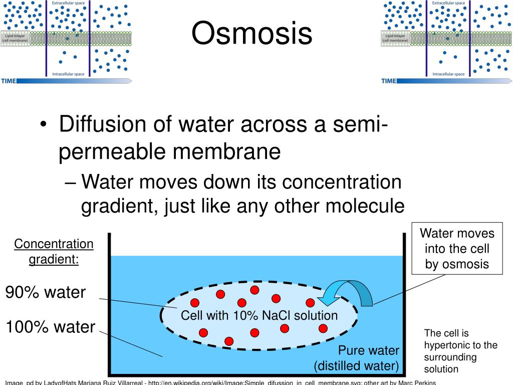 PPT Diffusion and osmosis lab PowerPoint Presentation, free download