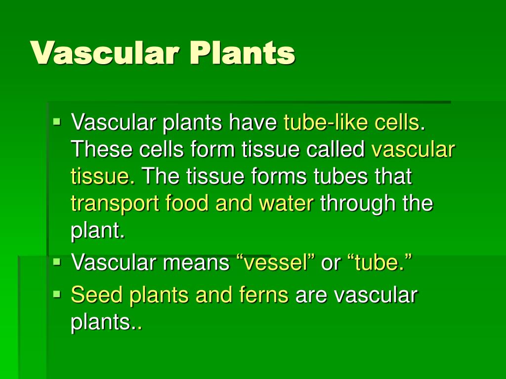 PPT CLASSIFYING PLANT GROUPS PowerPoint Presentation, free download ID5364332