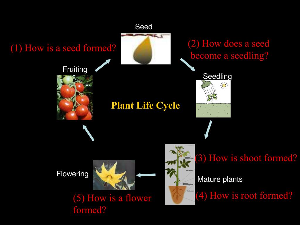 PPT Plant Development PowerPoint Presentation, free download ID5364342