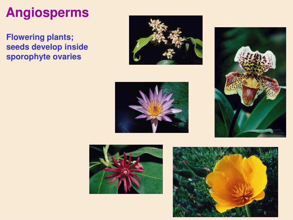 PPT Plant Diversity II The Evolution of Seed Plants PowerPoint