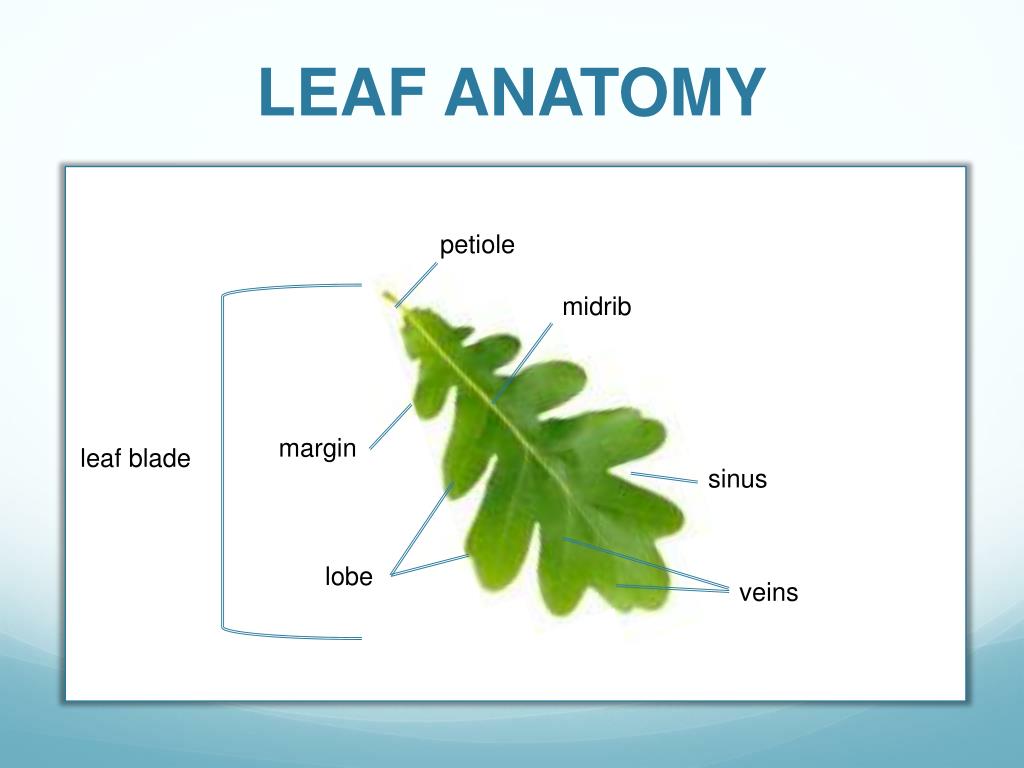 PPT Tree Identification PowerPoint Presentation, free download ID