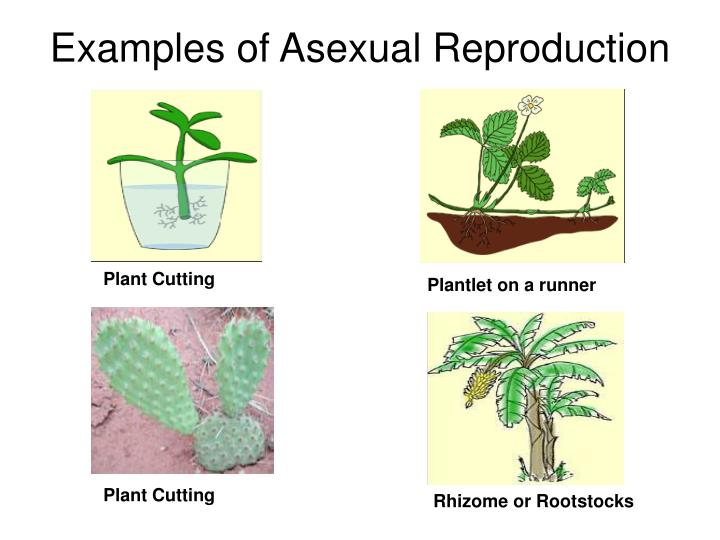 Asexual Reproduction In Plants Examples