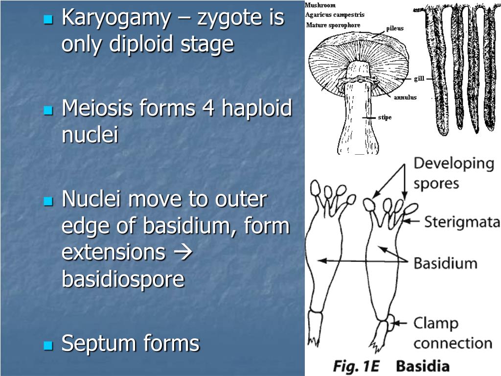 PPT Classification of Fungi PowerPoint Presentation, free download