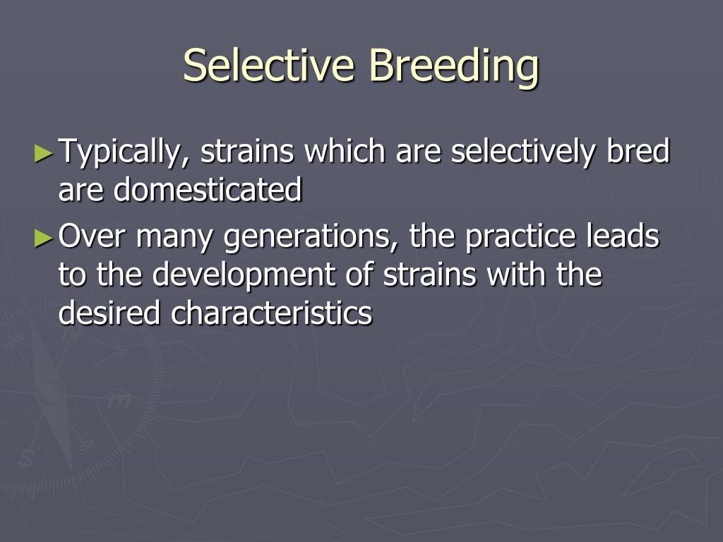 PPT SELECTIVE BREEDING & ENGINEERING PowerPoint Presentation