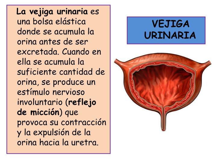 PPT EL APARATO EXCRETOR PowerPoint Presentation ID5369256