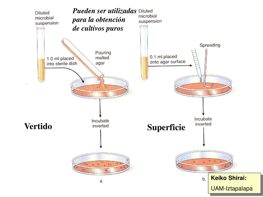 PPT Técnicas de cultivo PowerPoint Presentation, free download ID