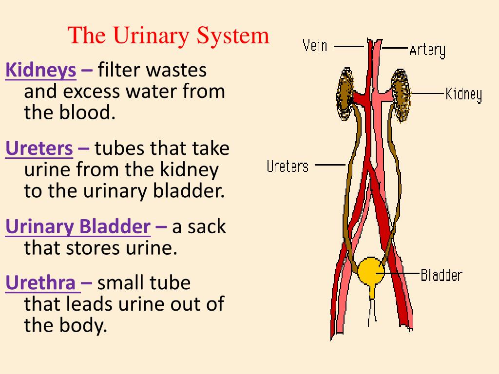 PPT The Excretory System PowerPoint Presentation, free download ID
