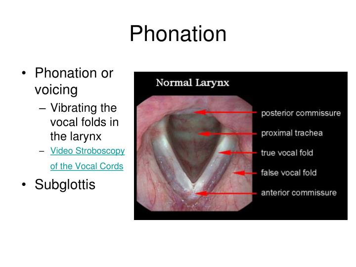 PPT Anatomy of Phonation Chapter 4 PowerPoint Presentation ID5369963