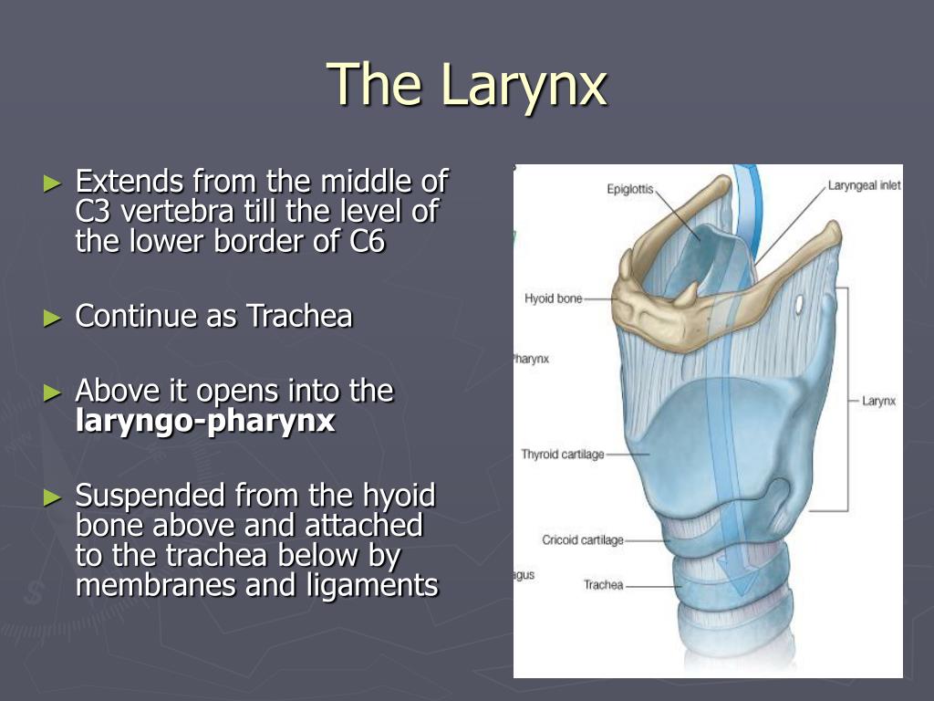 PPT The Larynx PowerPoint Presentation, free download