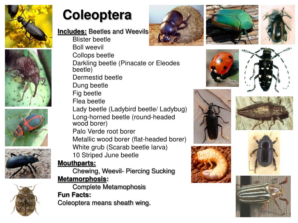 PPT Unit Entomology PowerPoint Presentation, free download ID5374909
