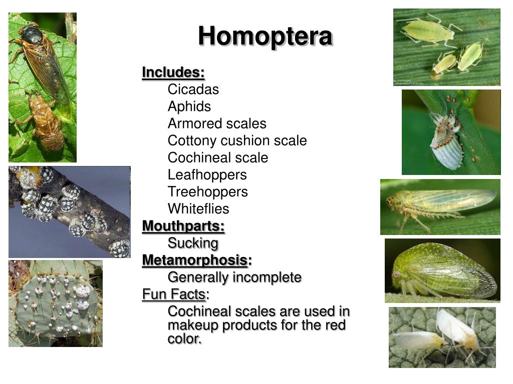 PPT Unit Entomology PowerPoint Presentation, free download ID5374909