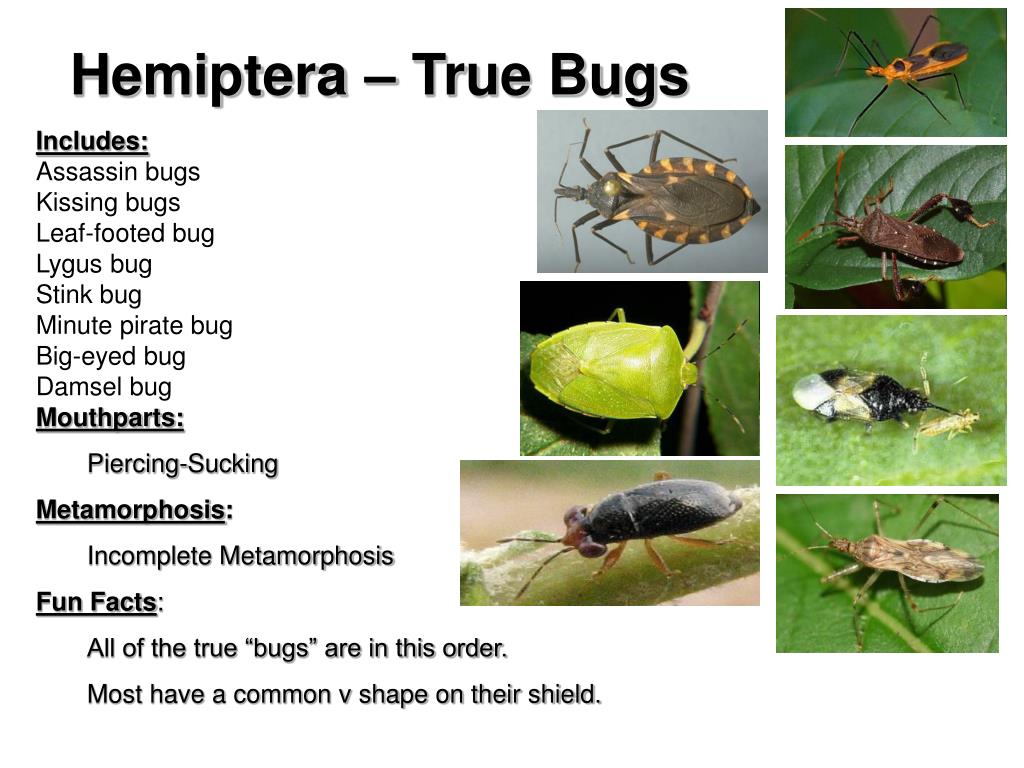 PPT Unit Entomology PowerPoint Presentation, free download ID5374909