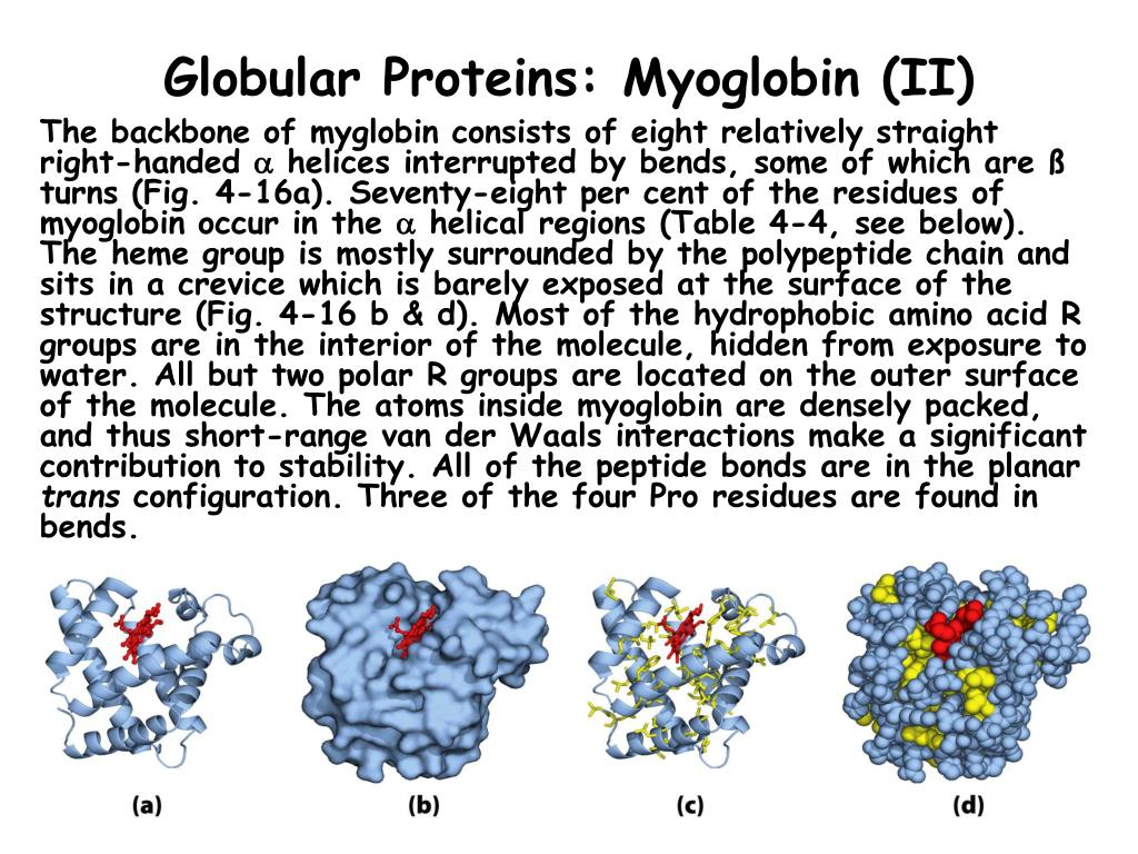PPT Chap. 4B The Threedimensional Structure of Proteins PowerPoint