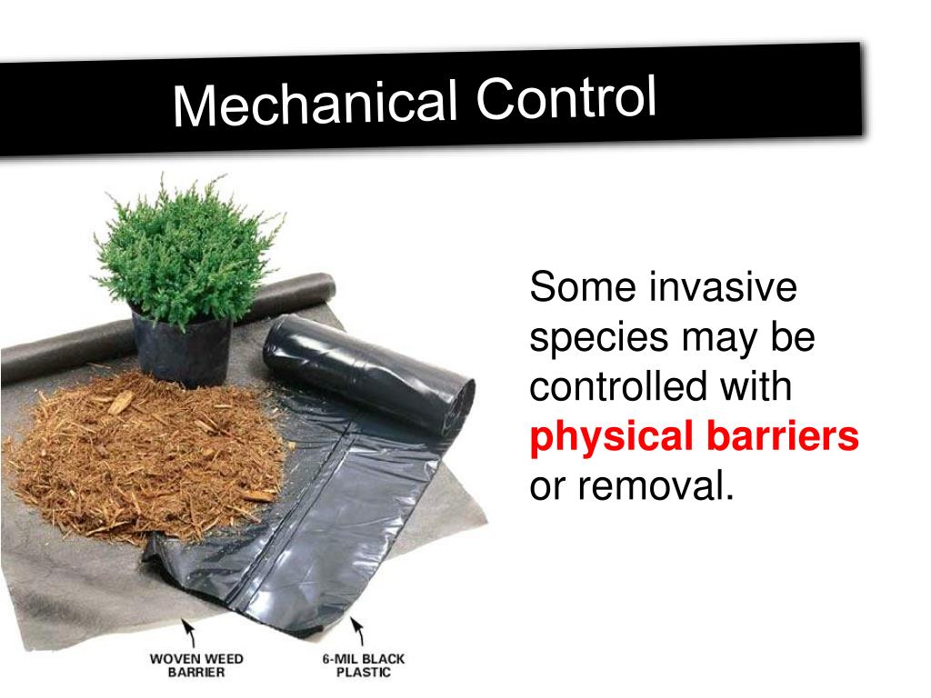 PPT Invasive Species PowerPoint Presentation, free download ID5375269