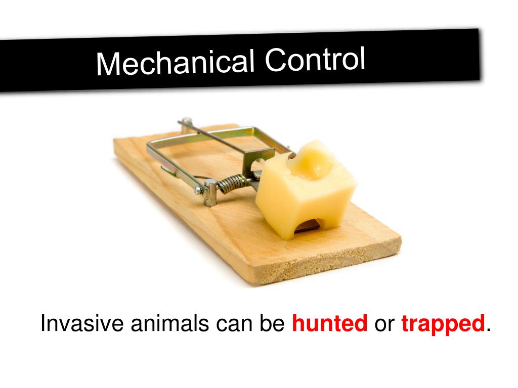 PPT Invasive Species PowerPoint Presentation, free download ID5375269