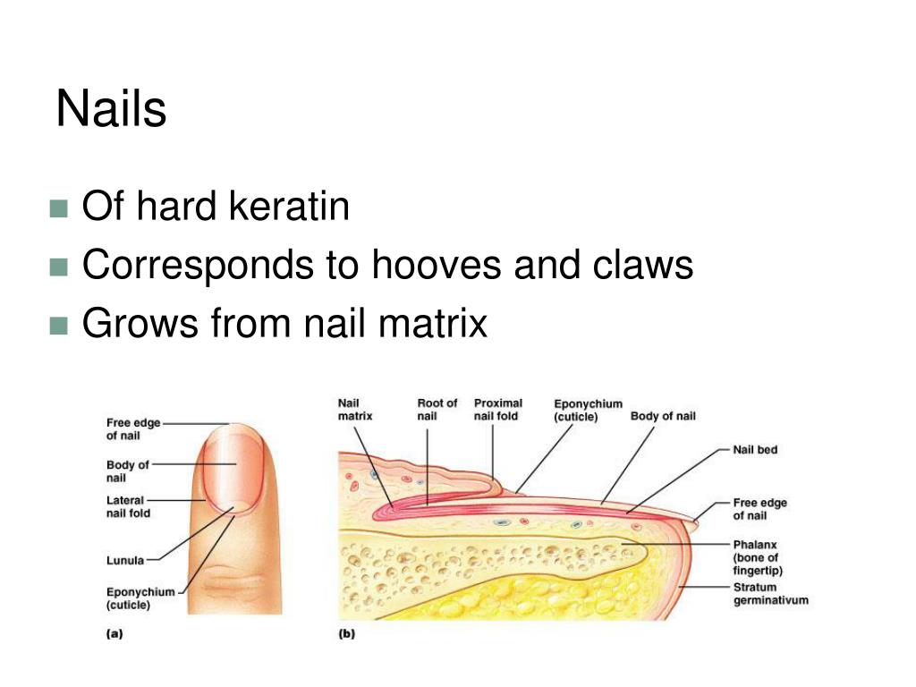 PPT The Integumentary System PowerPoint Presentation, free download ID5375574