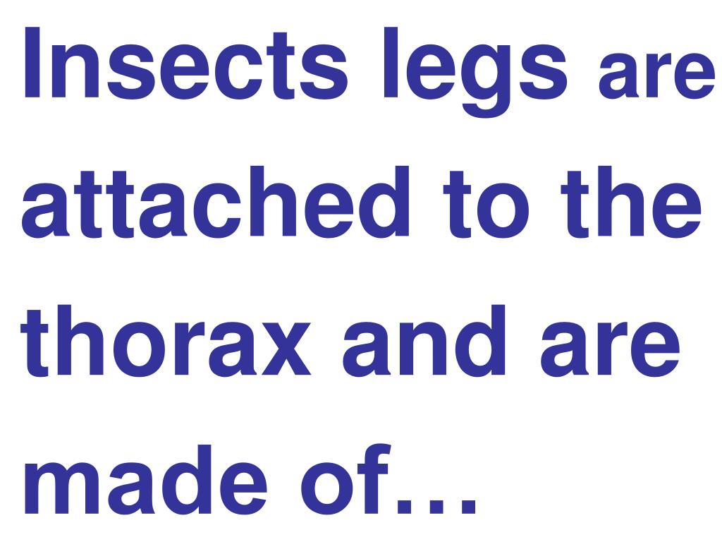 PPT Octavio’s Book Insects PowerPoint Presentation, free download