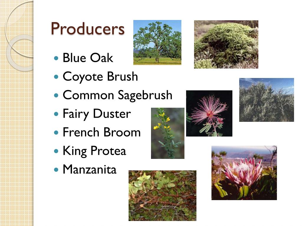 PPT The Chaparral Biome PowerPoint Presentation, free download ID