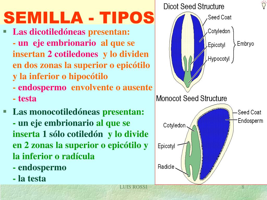 PPT LA SEMILLA ESTRUCTURA PowerPoint Presentation, free download ID
