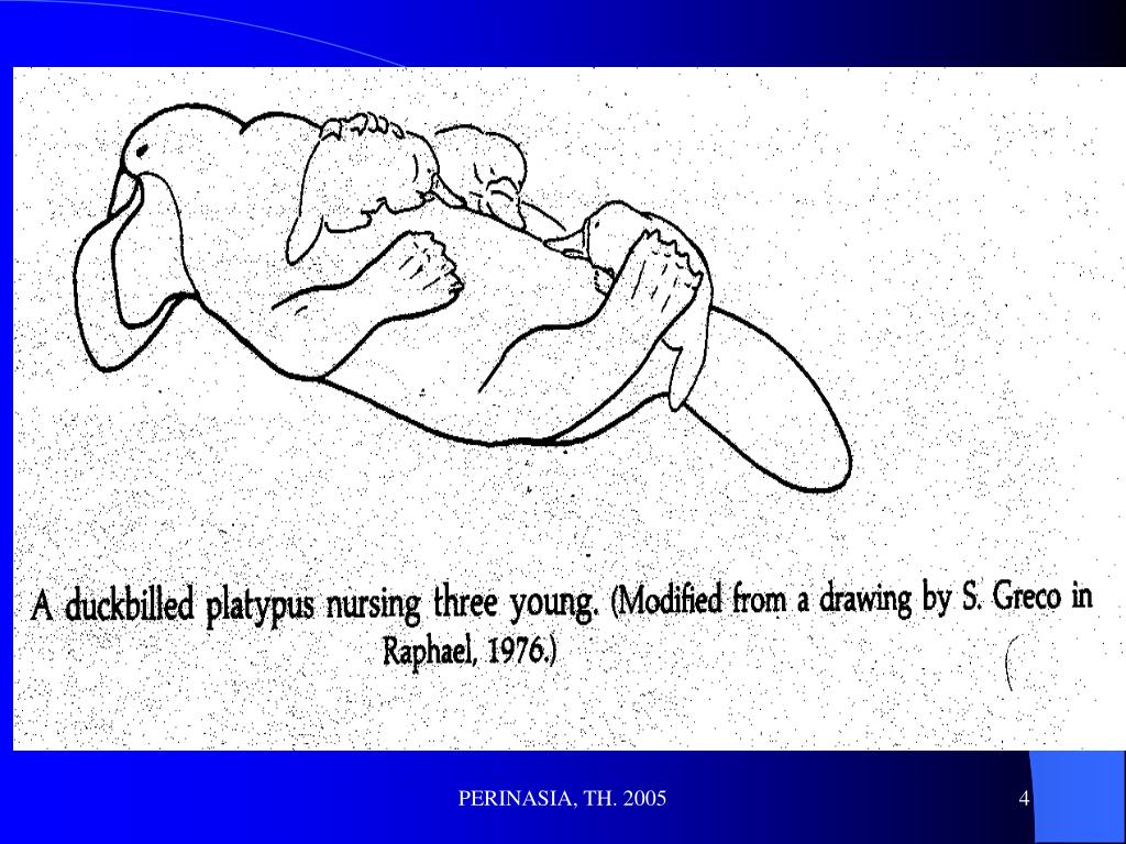 PPT MANFAAT & LANGKAHLANGKAH KEBERHASILAN MENYUSUI PowerPoint
