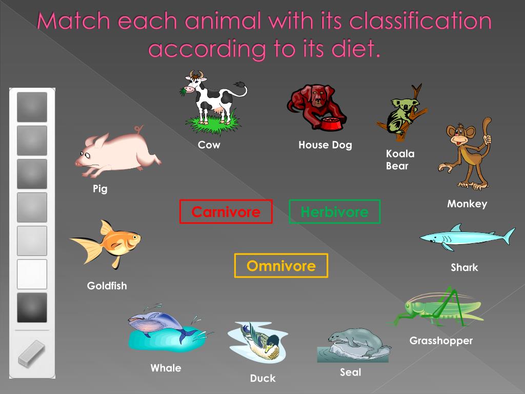 PPT Carnivores, Herbivores, and Omnivores PowerPoint Presentation