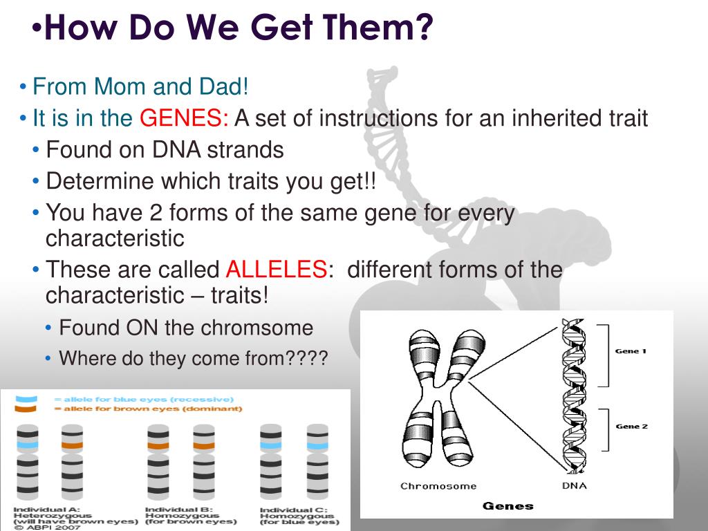 PPT Your Phenotype is showing! PowerPoint Presentation, free download