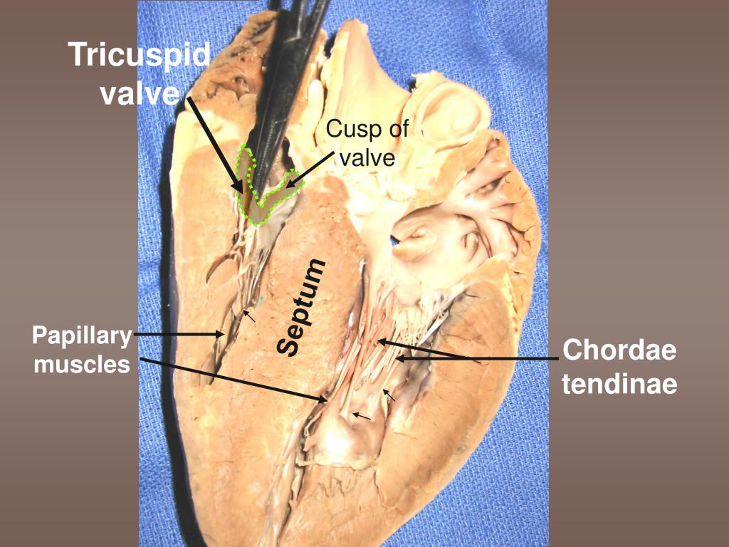 PPT Sheep Heart Dissection 101 PowerPoint Presentation, free download