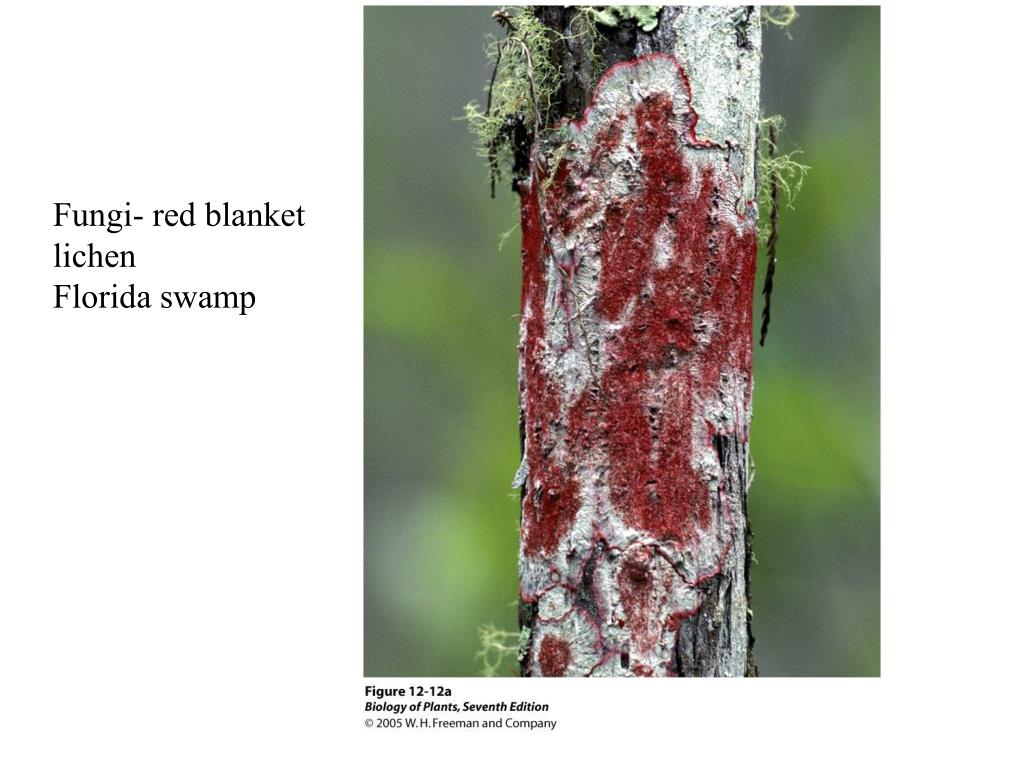 PPT Chapter 12 Part Two Systematics The Science of Biological