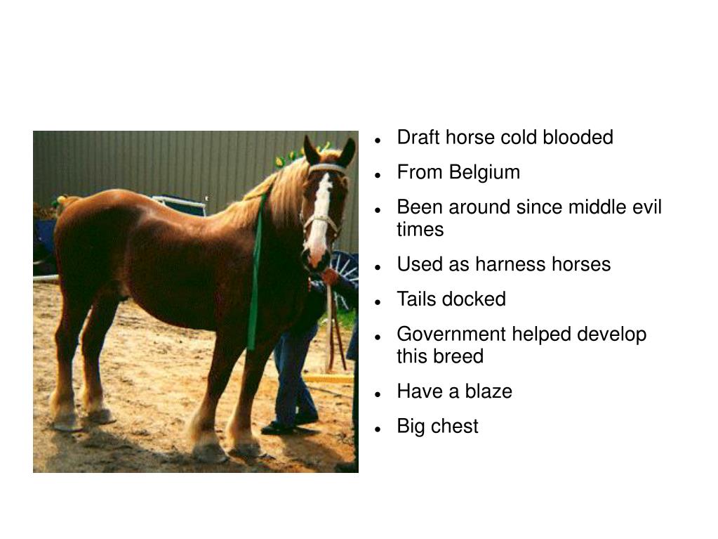 PPT Horse Breeds Quiz PowerPoint Presentation, free download ID5398944