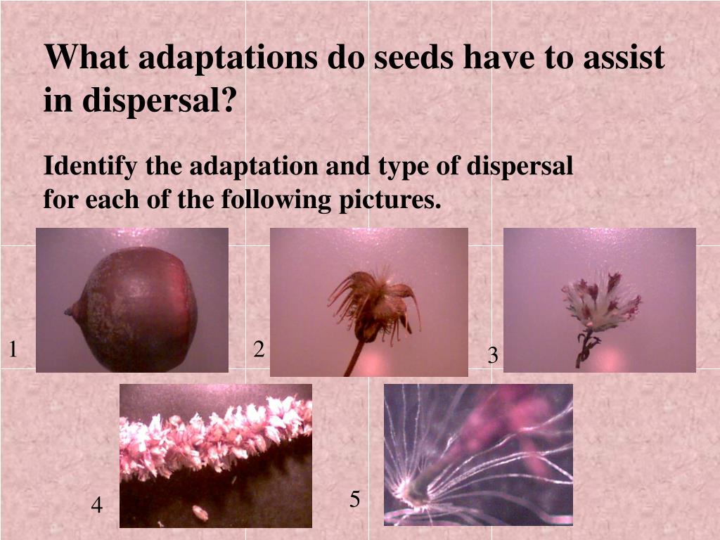 PPT What Adaptations Do Plants Have to Disperse Seeds? PowerPoint