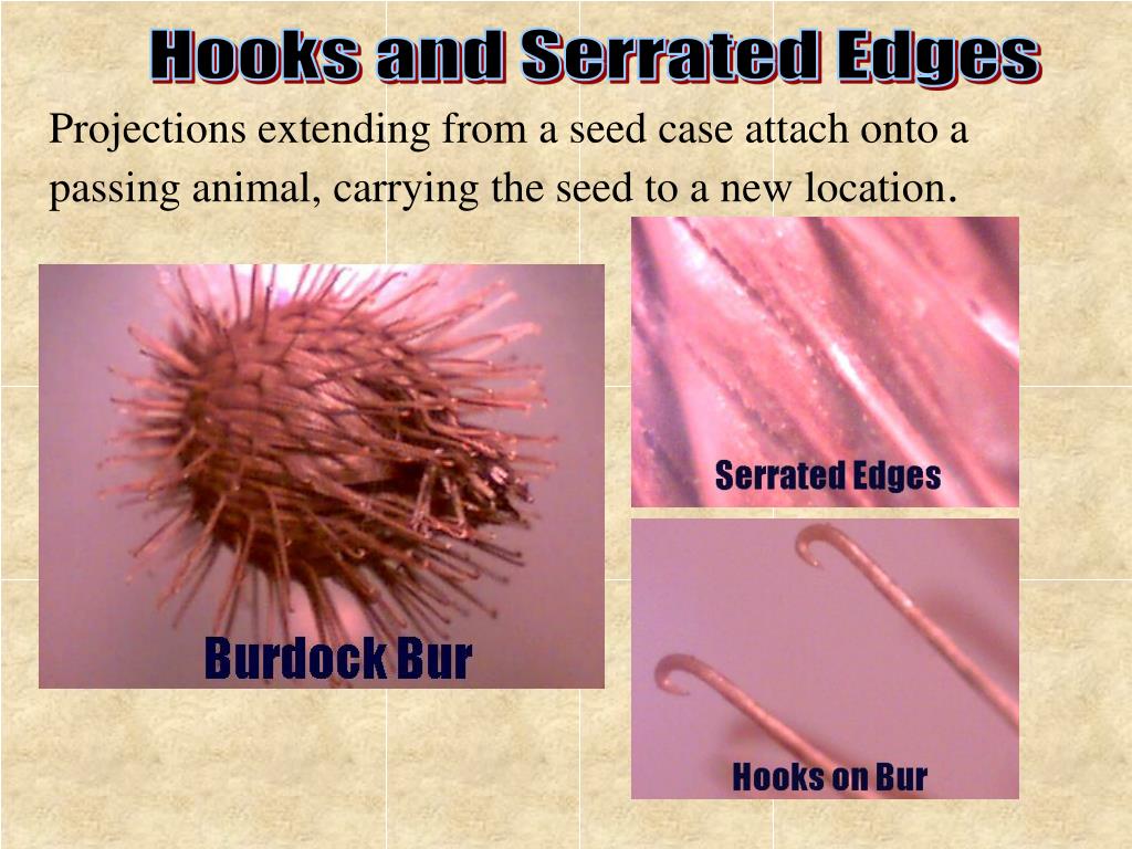 PPT What Adaptations Do Plants Have to Disperse Seeds? PowerPoint