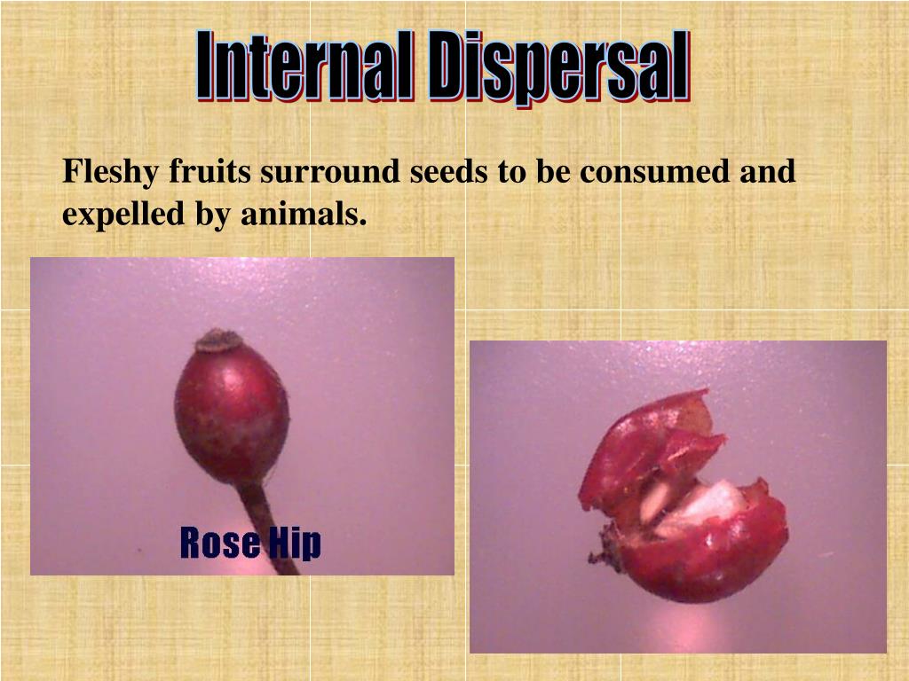 PPT What Adaptations Do Plants Have to Disperse Seeds? PowerPoint
