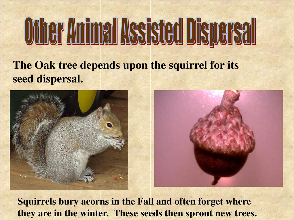 PPT What Adaptations Do Plants Have to Disperse Seeds? PowerPoint
