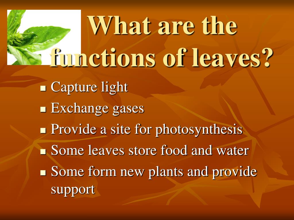 PPT Leaves PowerPoint Presentation, free download ID5401742