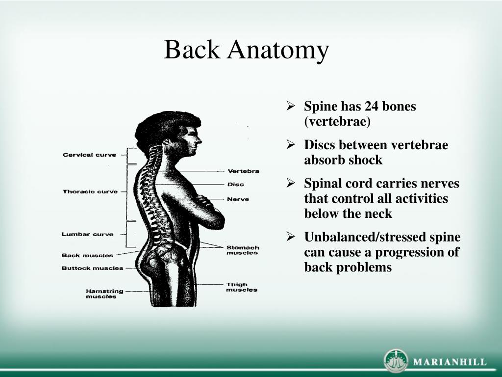 PPT MSDs, Back Care & Zero Lift PowerPoint Presentation