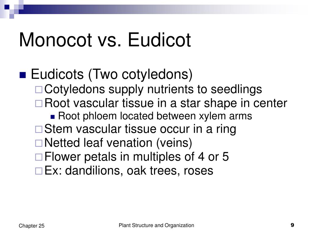 PPT Plant Structure PowerPoint Presentation, free download ID5402367