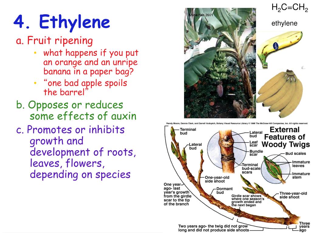 PPT Plant Growth & Development PowerPoint Presentation, free download