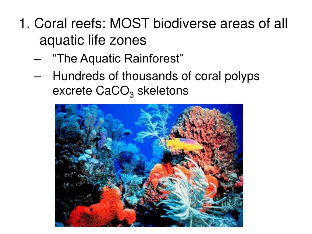 PPT Aquatic Life Zones 2 major categories PowerPoint Presentation