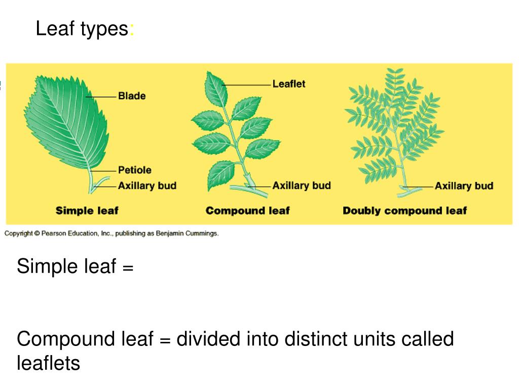 PPT Lecture 1 Intro to Plants, Intro to Science PowerPoint