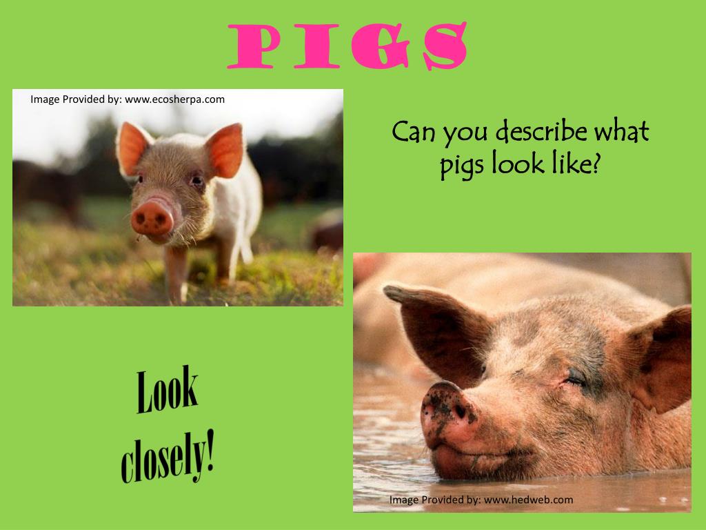 PPT PowerPoint 3 Little Pigs vs. 3 Little Spears