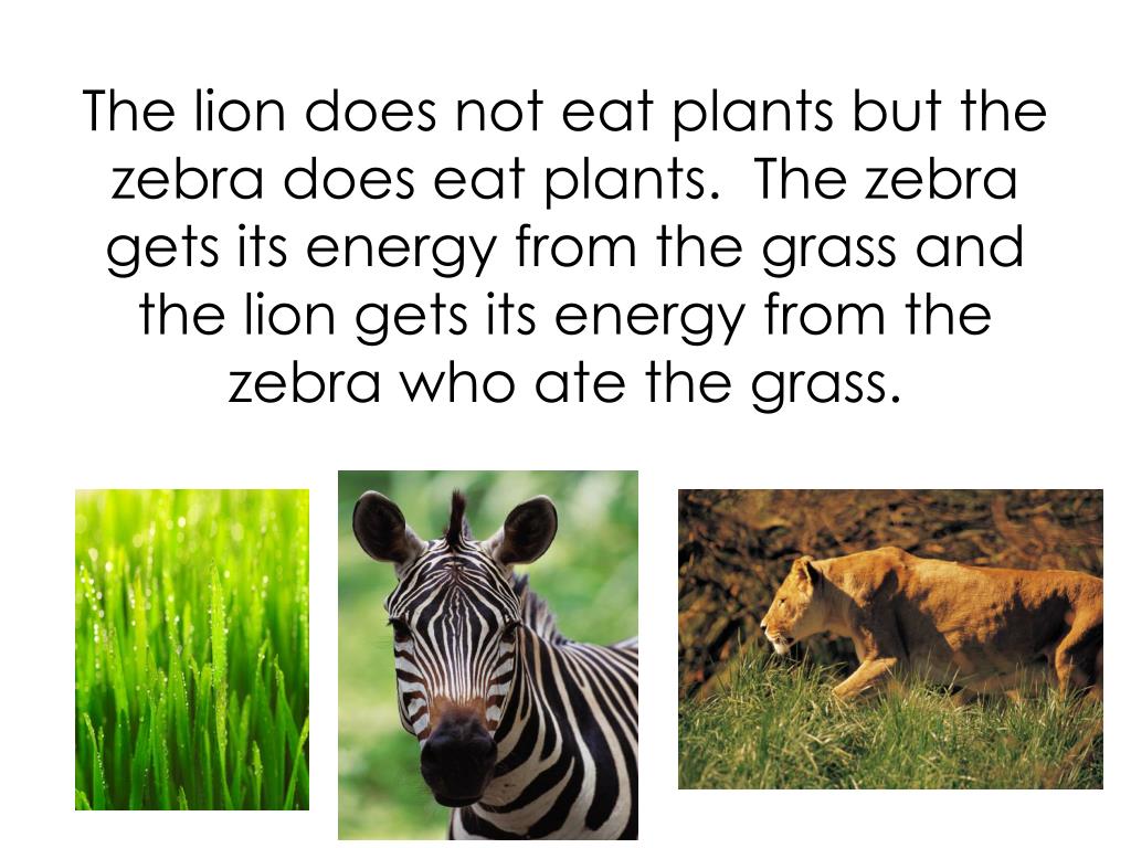 PPT Food Chain Lesson 55 PowerPoint Presentation, free download ID