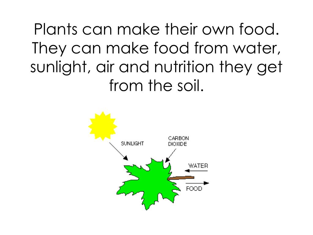 PPT Food Chain Lesson 55 PowerPoint Presentation, free download ID