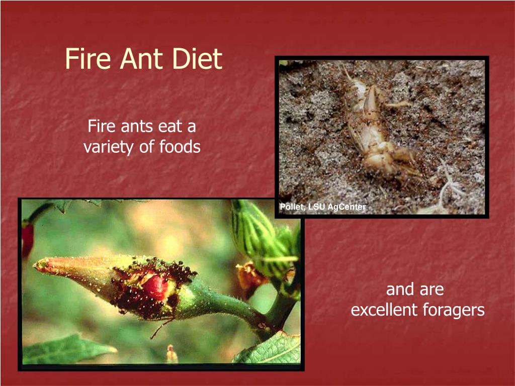 PPT II. a. Imported Fire Ant Introduction and Biology PowerPoint